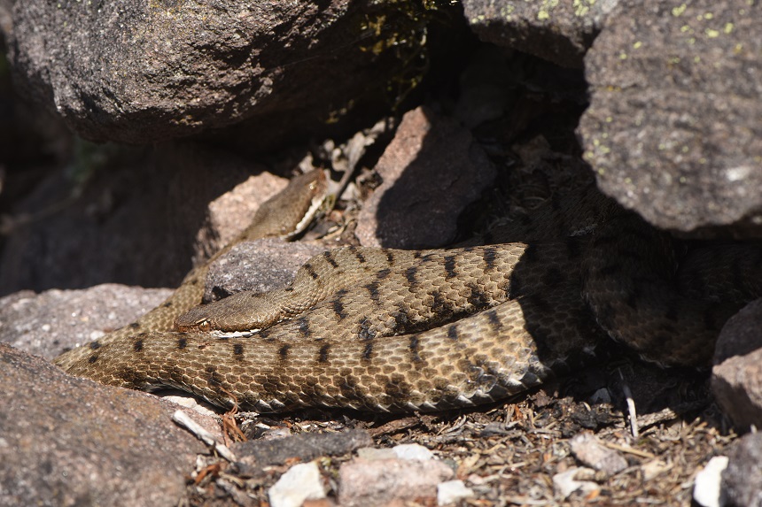 Vipera si, ma quale?    Vipera aspis, femmine