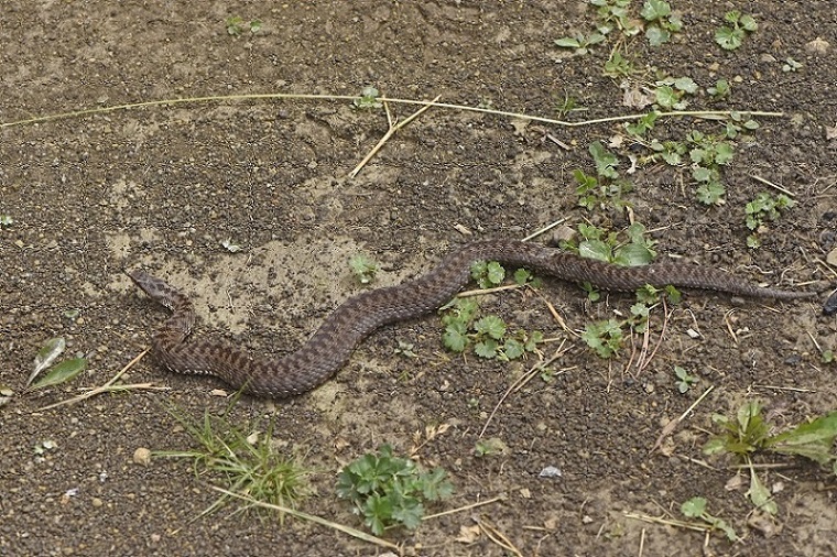Vipera berus
