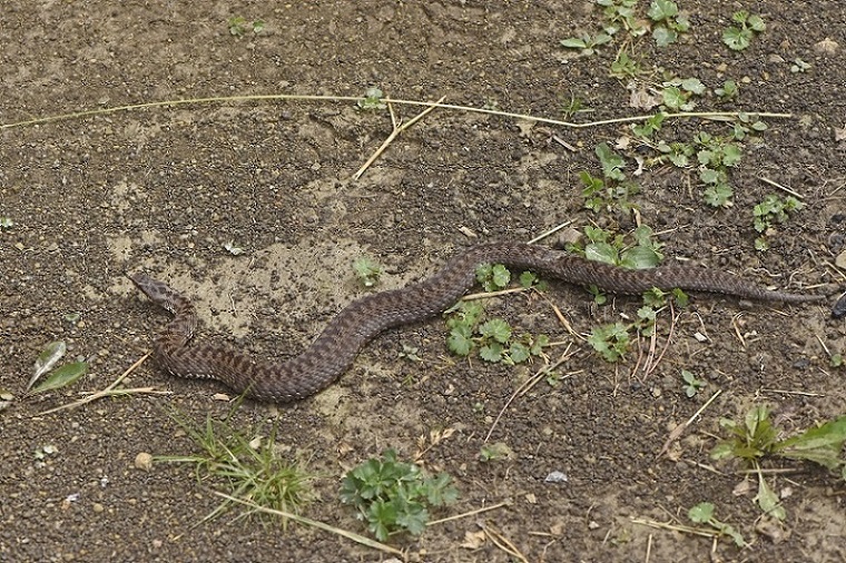 Vipera berus