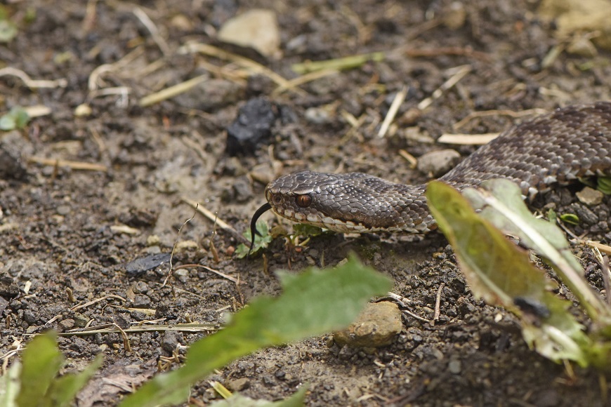 Vipera berus