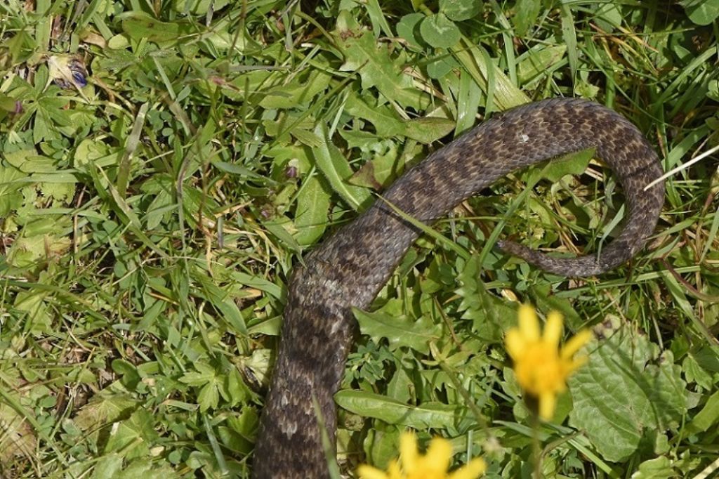 Vipera berus