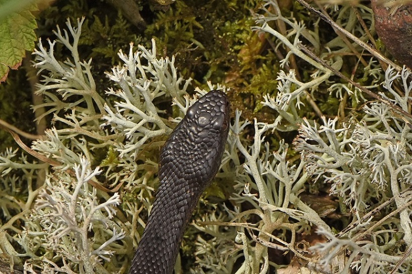 Vipera berus