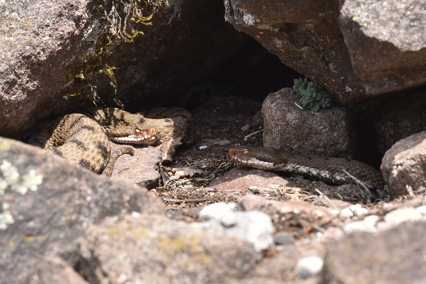 Vipera si, ma quale?    Vipera aspis, femmine