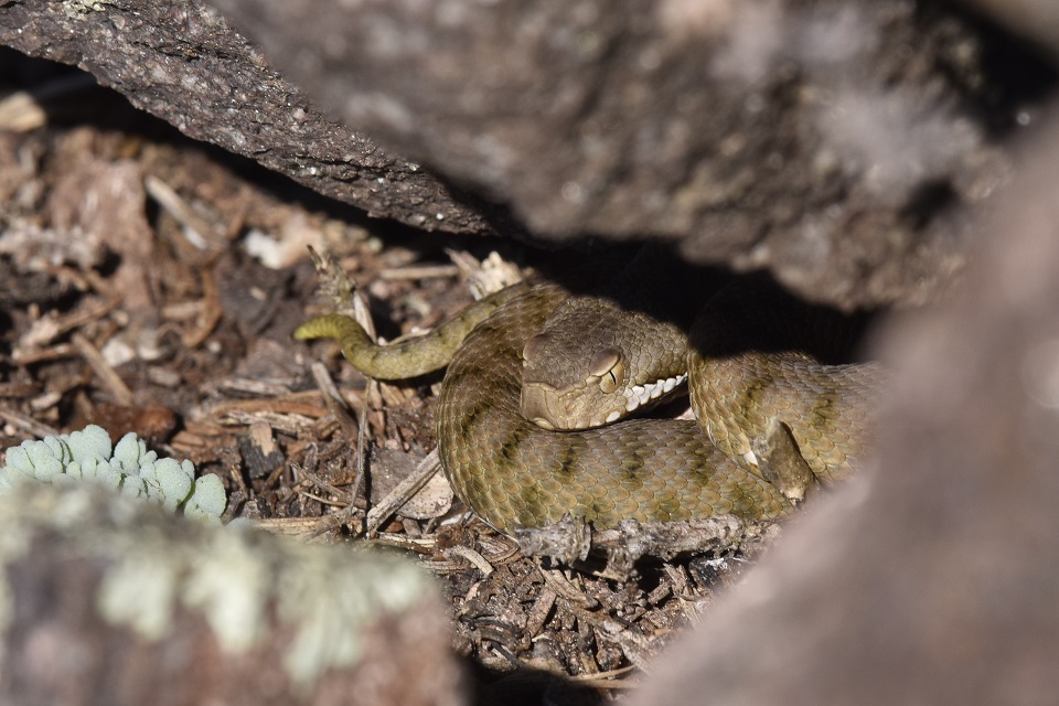 Vipera si, ma quale?    Vipera aspis, femmine