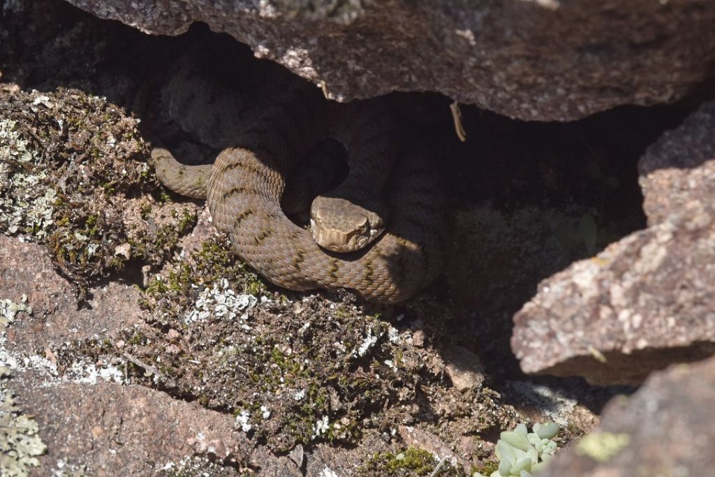 Vipera si, ma quale?    Vipera aspis, femmine