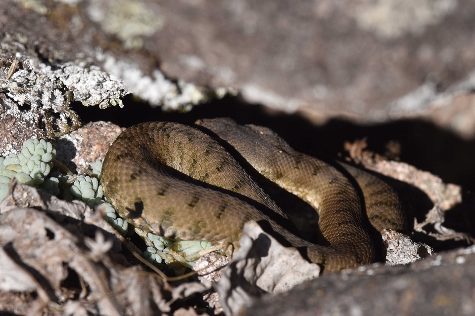 Vipera si, ma quale?    Vipera aspis, femmine