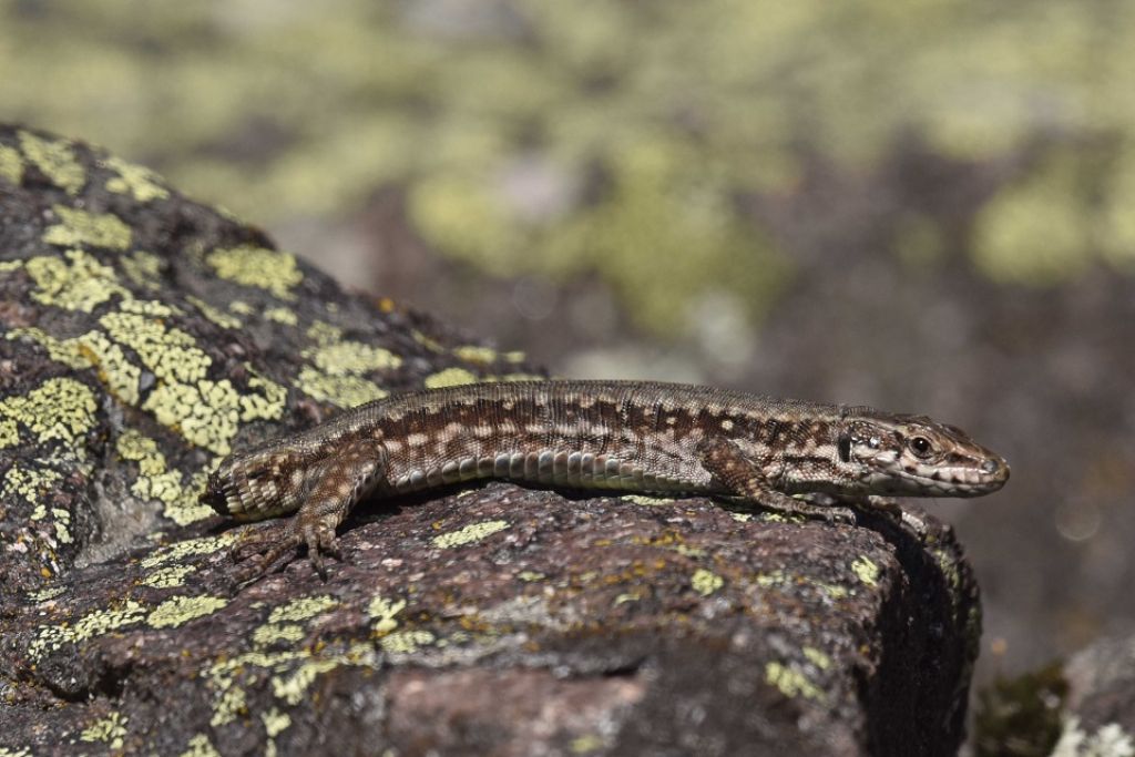 Vipera si, ma quale?    Vipera aspis, femmine