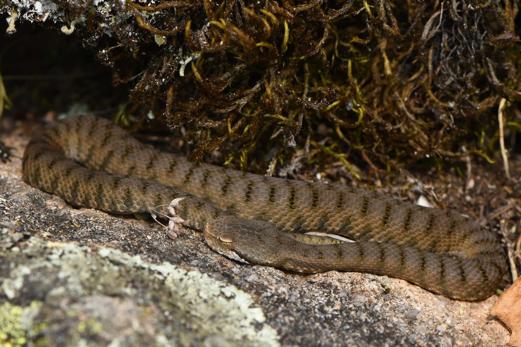 Vipera si, ma quale?    Vipera aspis, femmine