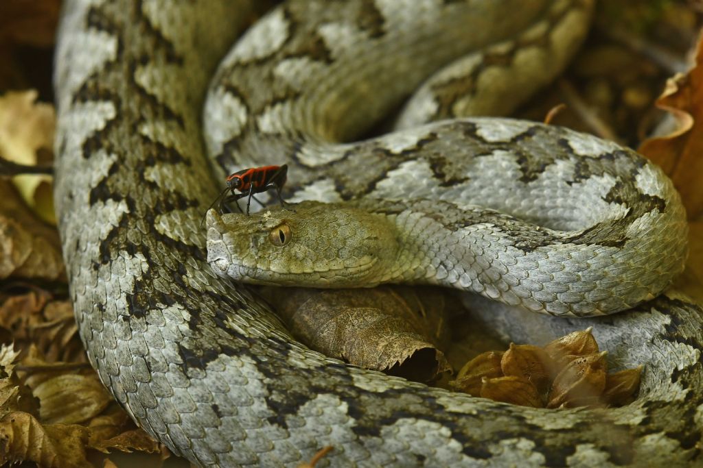 Vipera dal corno (Vipera ammodytes)