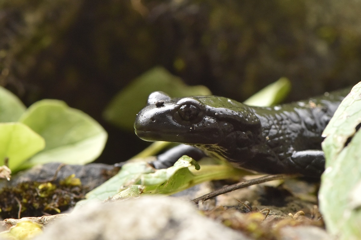 Salamandra alpina