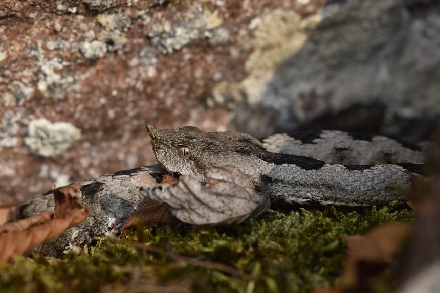 Vipera dal corno (Vipera ammodytes)