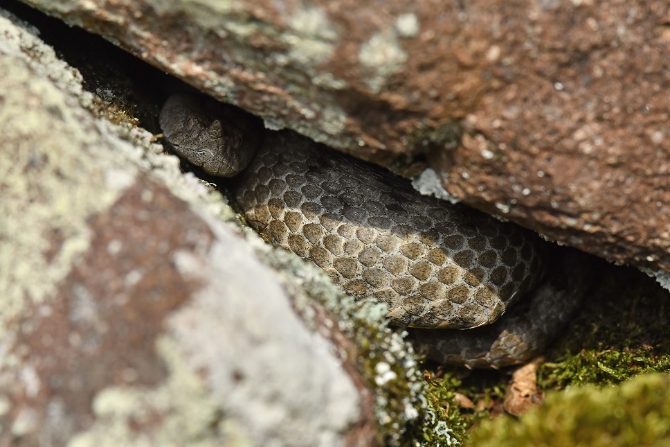 Vipera dal corno (Vipera ammodytes)