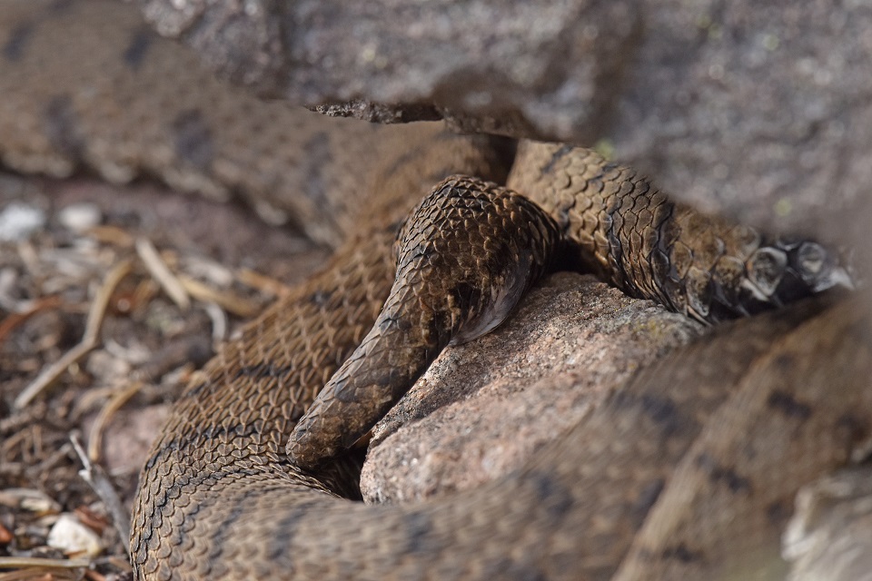 Vipera si, ma quale?    Vipera aspis, femmine