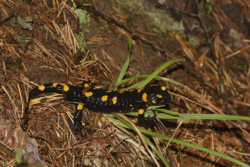 Salamandra pezzata