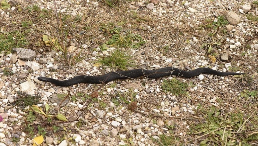 Vipera berus