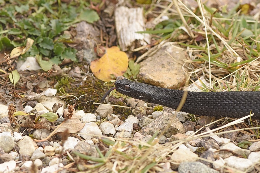 Vipera berus