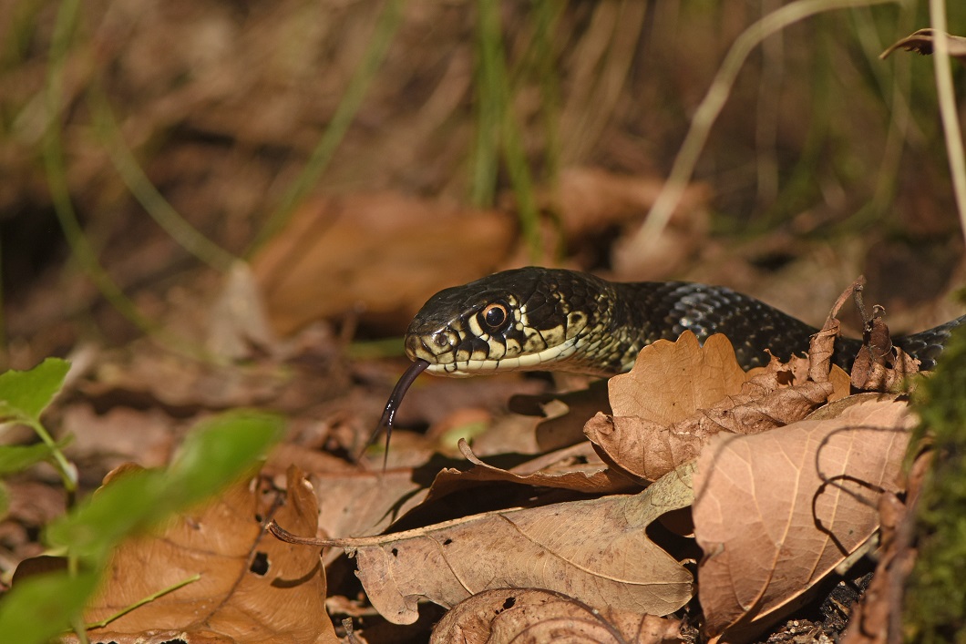 Biacco (Hierophis carbonarius)