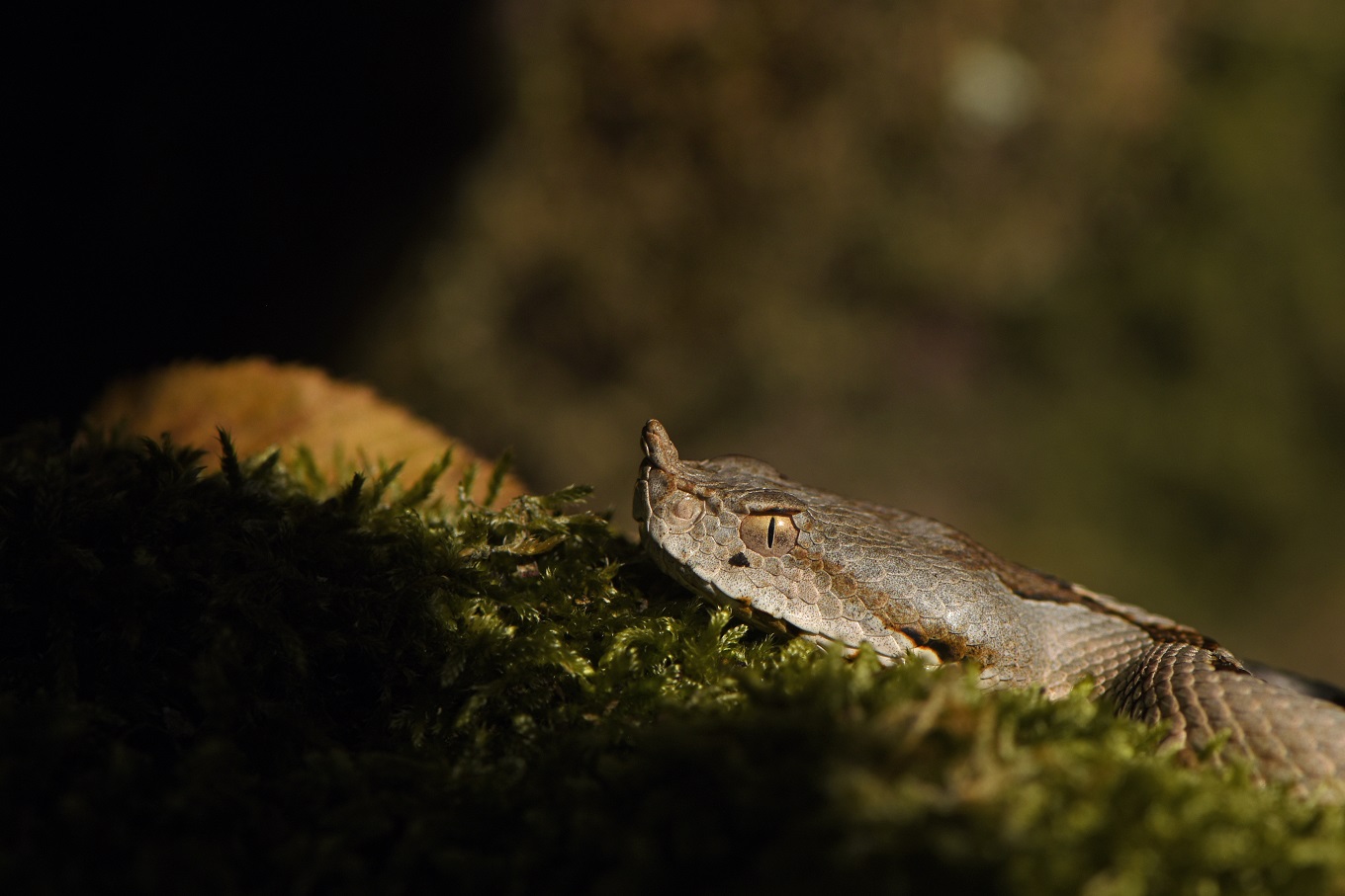 Vipera dal corno