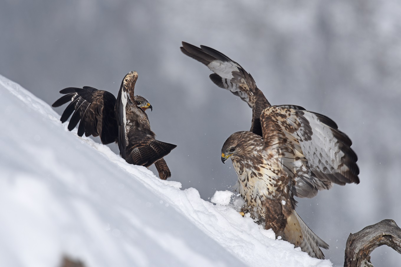 Poiane (Buteo buteo)