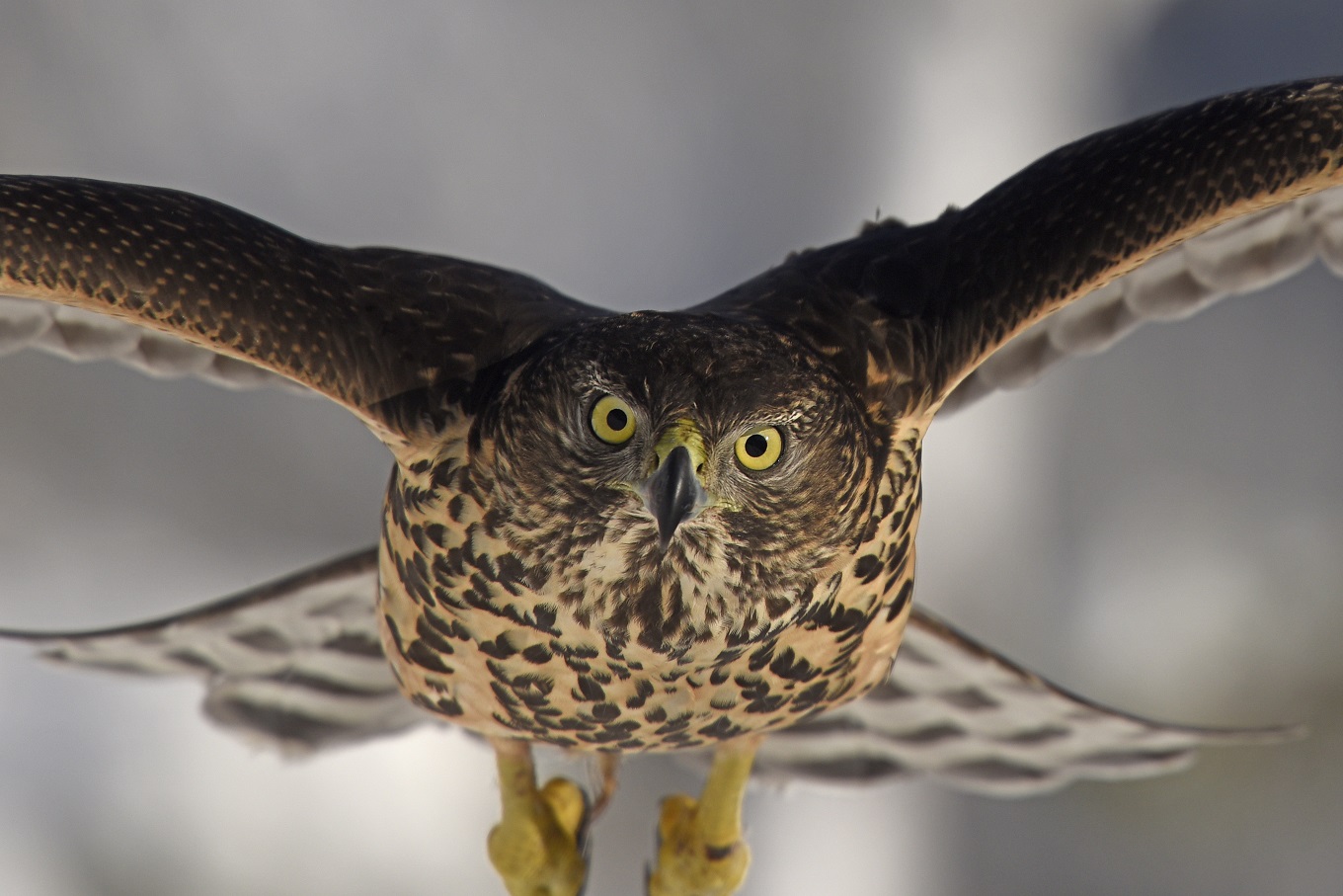 Astore (Accipiter gentilis)