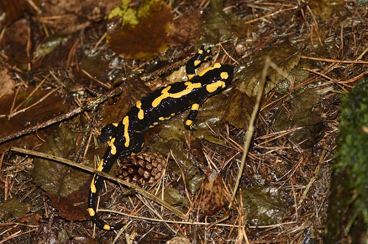 Salamandra pezzata