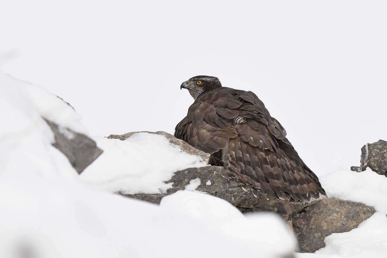 Astore (Accipiter gentilis), femmina