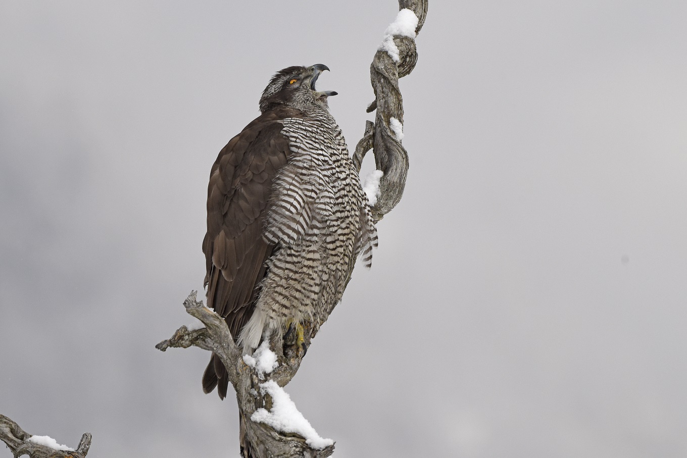 Astore (Accipiter gentilis), femmina