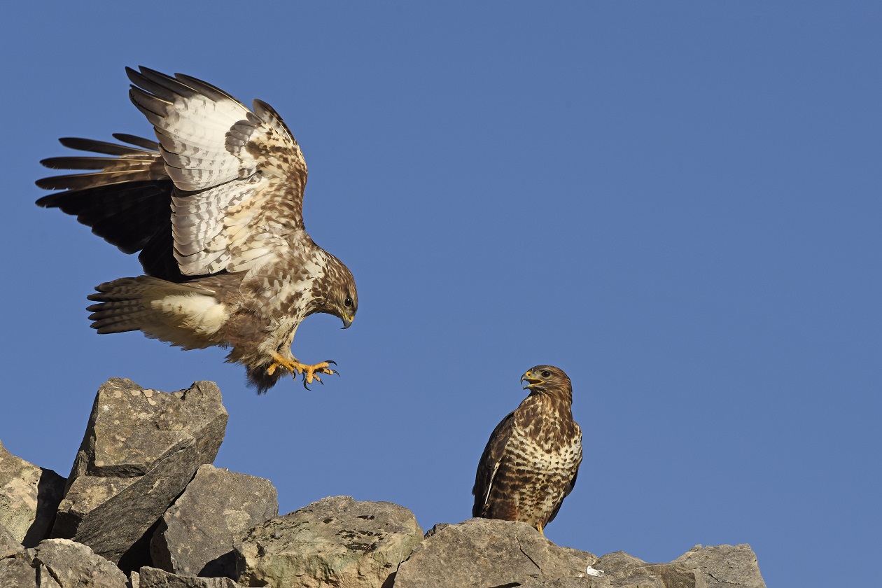 Poiane (Buteo buteo)