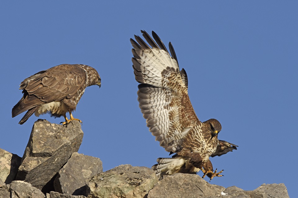 Poiane (Buteo buteo)