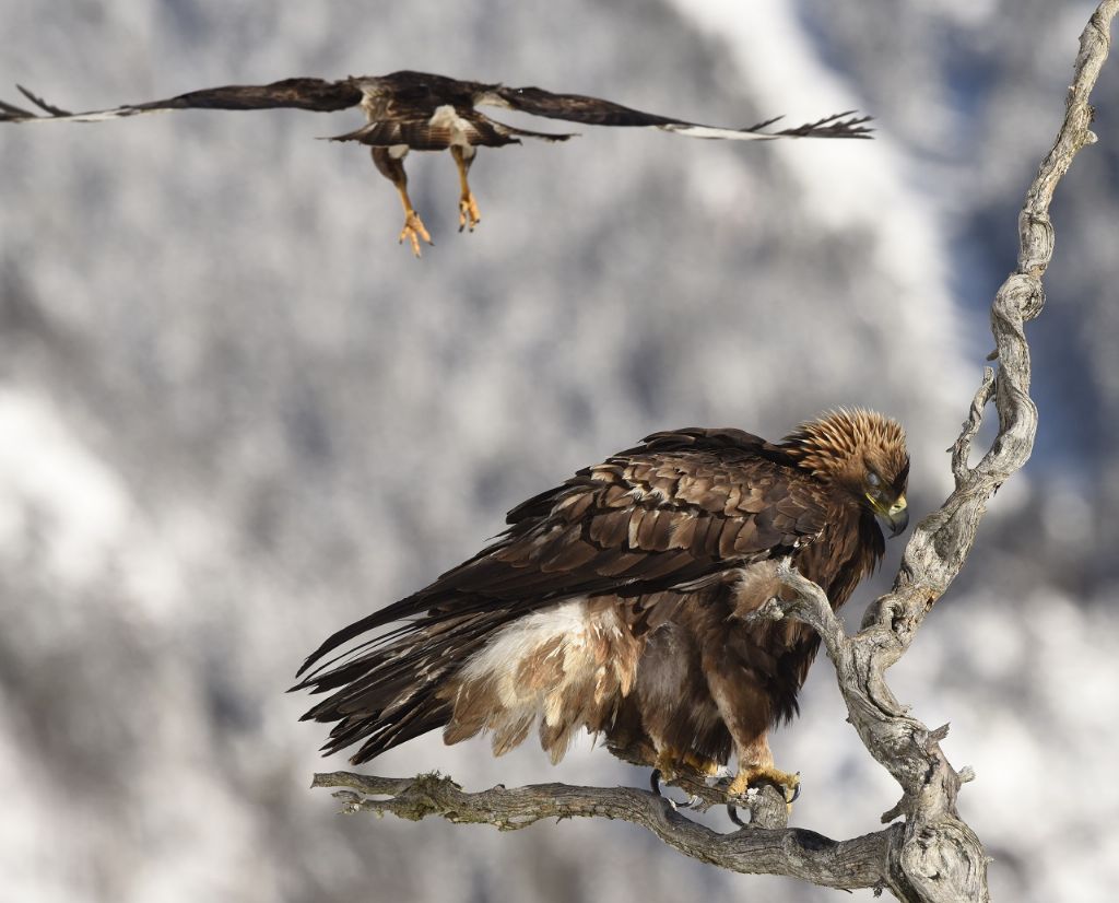 Aquila reale (Aquila chrysaetos)