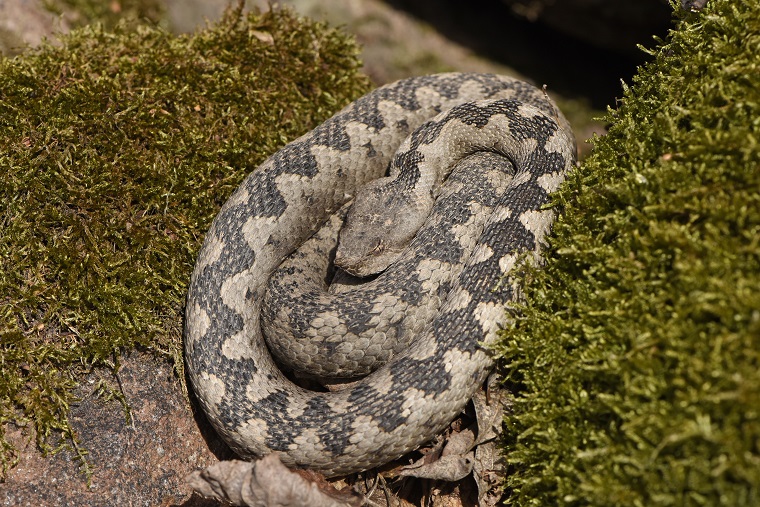 Vipera dal corno