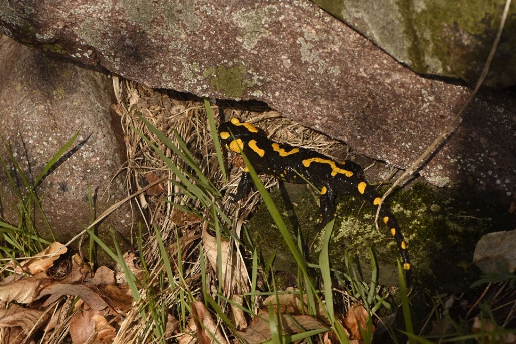 Salamandra pezzata