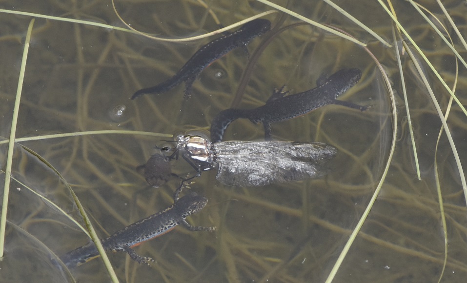 Tritone alpino Ichthyosaura alpestris, libellula Aeshna juncea, ditiscide Acilius sulcatus
