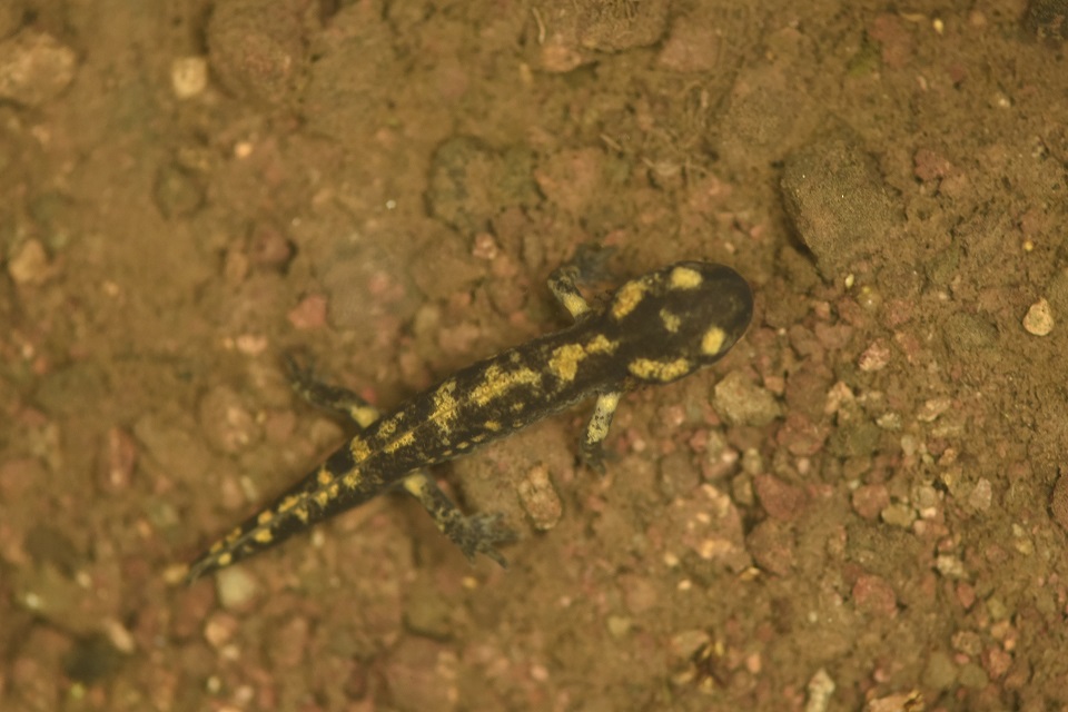 Salamandra pezzata