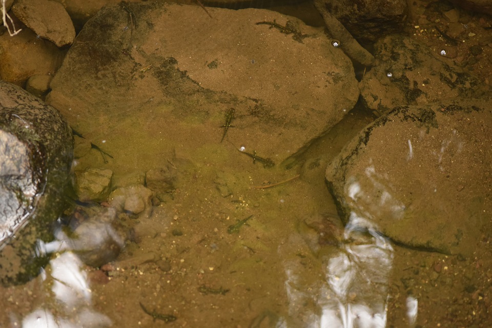 Salamandra pezzata