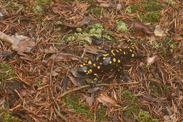 Salamandra pezzata