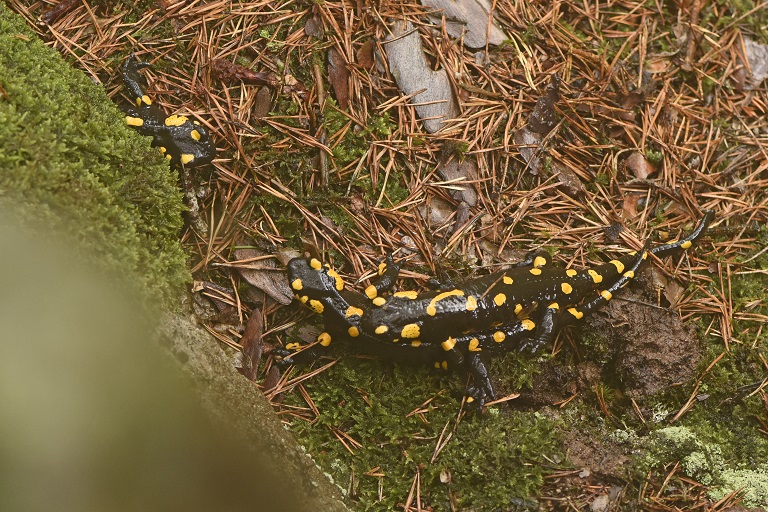 Salamandra pezzata