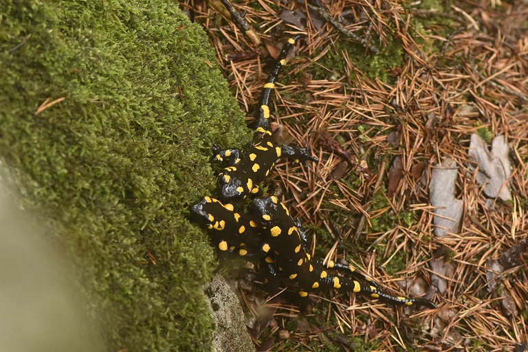 Salamandra pezzata