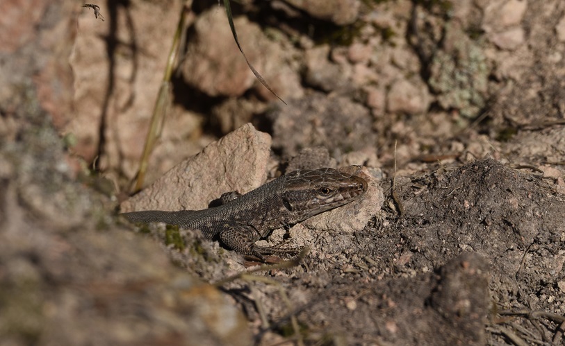 Lucertola dei muri (Podarcis muralis)