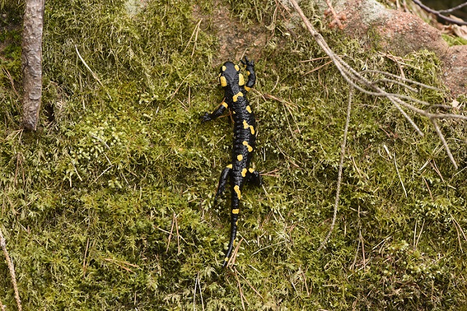 Salamandra pezzata