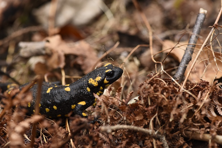 Salamandra pezzata