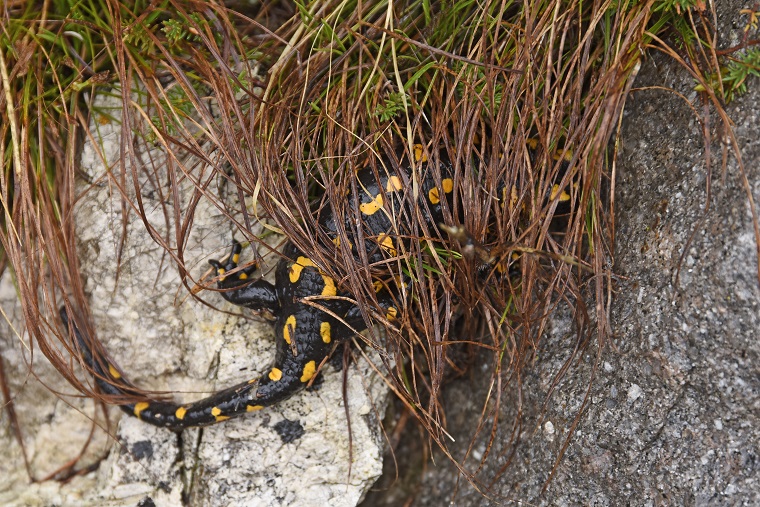 Salamandra pezzata