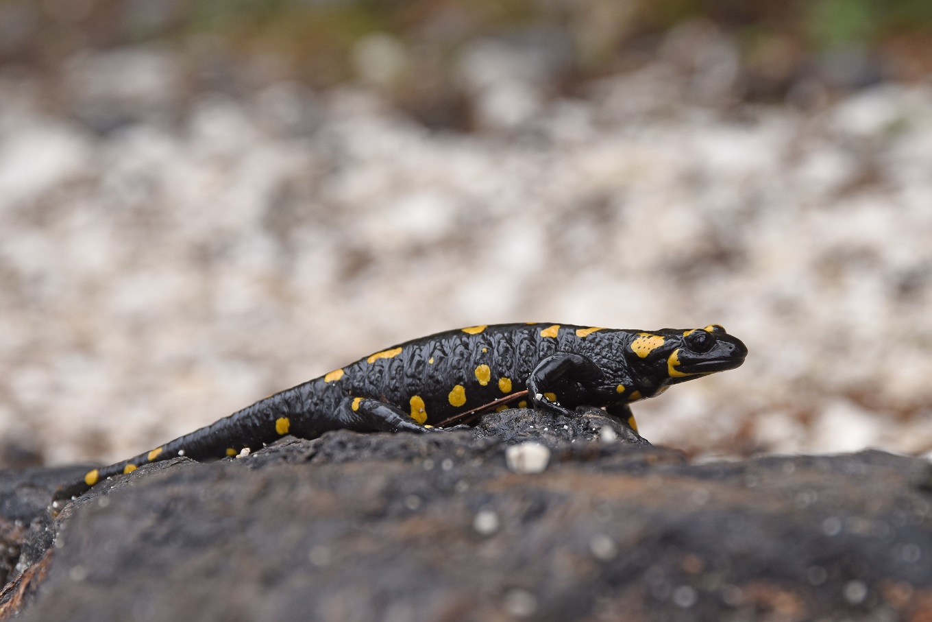 Salamandra pezzata