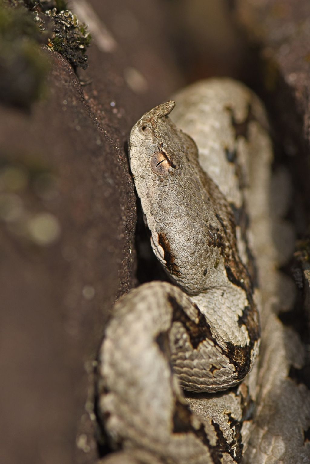 Vipera dal corno