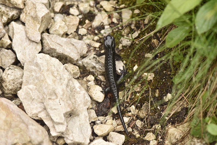 Salamandra atra