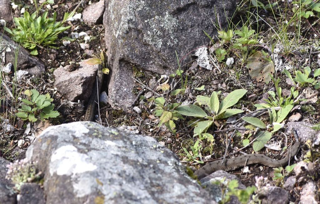 Vipera si, ma quale?    Vipera aspis, femmine