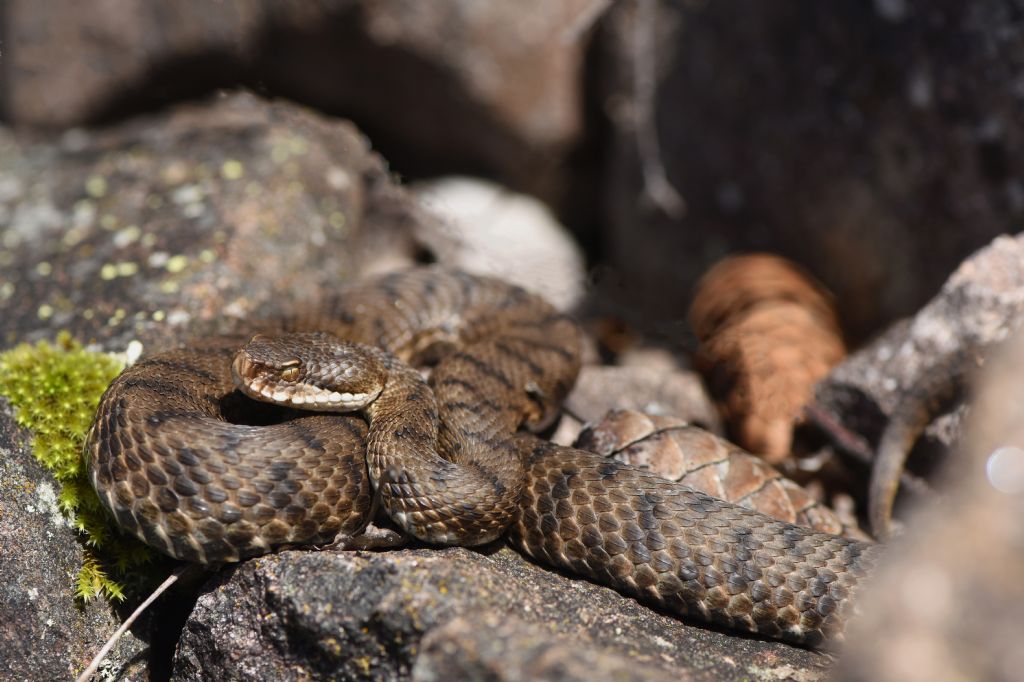 Vipera si, ma quale?    Vipera aspis, femmine