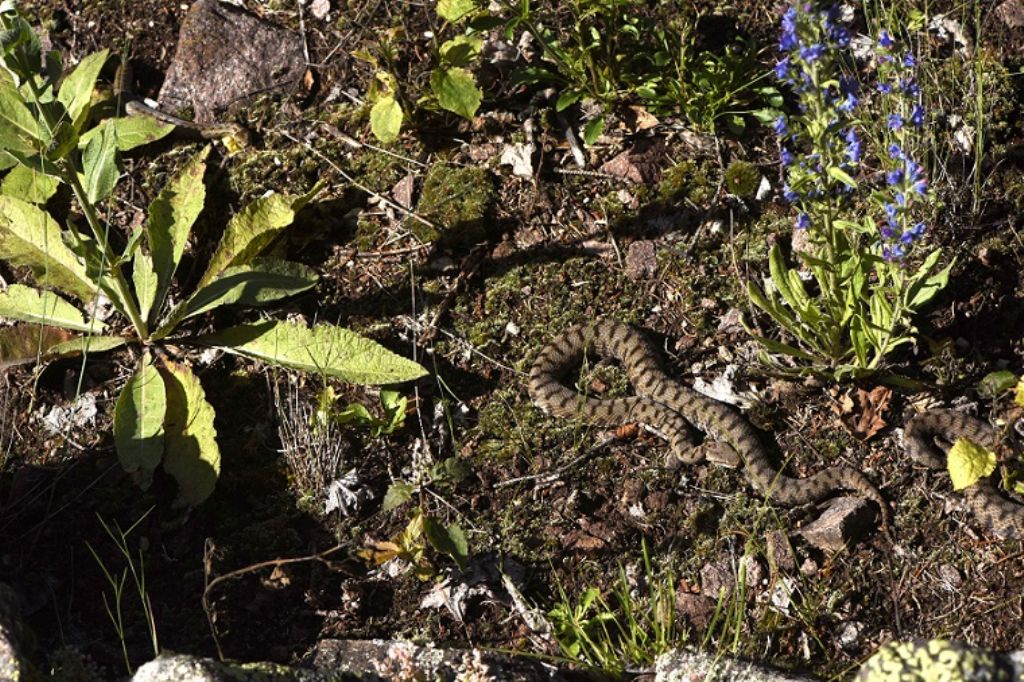 Vipera si, ma quale?    Vipera aspis, femmine