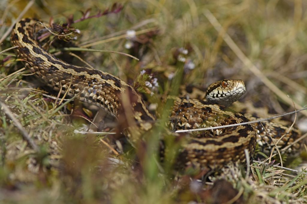 Vipera ursinii