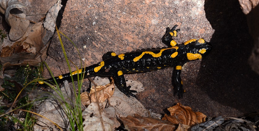 Salamandre di notte